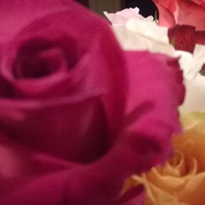 Meet your Posher, Phyllis